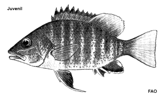 Lutjanus argentimaculatus_juvenuiokl_01.jpg